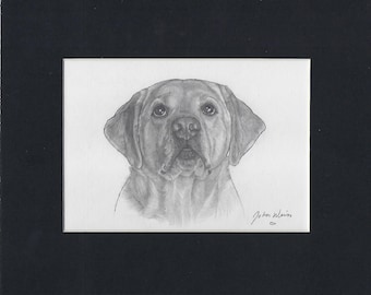 YELLOW LAB HEAD Original Pencil Drawing, Dog (4 1/2 h x 6 1/2w)