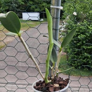 Peut inclure: Une plante d'orchidée en pot avec des feuilles vertes et une nouvelle tige qui pousse vers le haut. La plante est dans un pot en plastique transparent rempli d'écorce et de terre. L'arrière-plan comprend une clôture en fil de fer vert et des arbres.