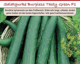 Salatgurken Burpless Tasty Green F1 Samen von Dürr Samen Salatgurke ca 25 Korn