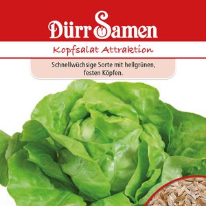 Könnte beinhalten: Eine Nahaufnahme eines Kopfes grüner Salat mit rotem Hintergrund. Der Text "Dürr Samen" und "Kopfsalat Attraktion" ist sichtbar. Der Text "Schnellwüchsige Sorte mit hellgrünen, festen Köpfen." ist ebenfalls sichtbar. Das Bild zeigt eine Nahaufnahme der Salatsamen.