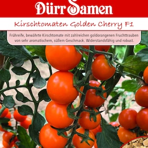 Puede incluir: Primer plano de una planta de tomate con racimos de pequeños tomates cherry de color naranja brillante. El texto "Kirschtomaten Golden Cherry F1" es visible en la imagen. El texto "Frühreife, bewährte Kirschtomate mit zahlreichen goldorangenen Fruchttrauben von sehr aromatischem, süßem Geschmack. Widerstandsfähig und robust." también es visible en la imagen.