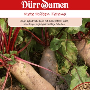 Puede incluir: Primer plano de dos remolachas rojas con hojas verdes. Las remolachas son largas y cilíndricas con pulpa de color rojo oscuro. El texto del paquete dice "Dürr Samen Rote Rüben Forono. Lange, zylindrische Form mit dunkelrotem Fleisch ohne Ringe, ergibt gleichmäßige Scheiben. Saatgutansicht."