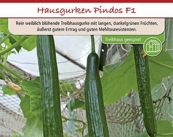Pindos F1 Gurkensaatgut – Rein Weiblich Blühend, Ertragreich, Mehltauresistent – Für Treibhaus & Freiland