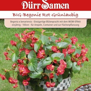 BIG-Begonia Rood Groenbladig, eenjarig, 100 cm Dürr Zaden Begonia&#39;s