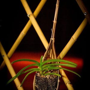 Può includere: Una pianta di orchidea verde in un cesto appeso intrecciato su uno sfondo marrone. Il cesto è fatto di materiali naturali e ha un design a rete.