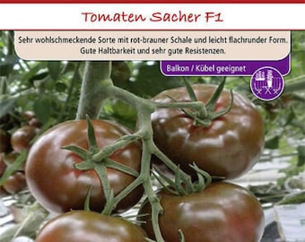 Schokoladen- Tomaten Sacher F1 schmackhafte Tomaten Dürr Samen Tomatensamen