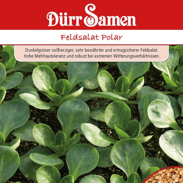 Feldsalat Polar Samen von Dürr Samen Salat ca 5000 Korn