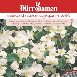 Ice Begonia &#39;Super Olympia F1 White&#39;, annual, 20 cm Begonia seeds Dürr Seeds
