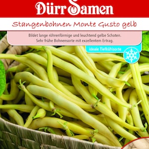 Pode incluir: Um pacote de sementes de feijão verde amarelo, rotulado como "Stangenbohnen Monte Gusto gelb". O pacote mostra um close-up de uma cesta cheia de feijões verdes amarelos brilhantes. O texto no pacote diz "Bildet lange röhrenförmige und leuchtend gelbe Schoten. Sehr frühe Bohnensorte mit exzellentem Ertrag. ideale Tiefkühlsorte."
