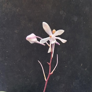 Könnte beinhalten: Eine zarte Orchideenblüte mit blassweißen Blütenblättern und dezenten violetten Akzenten sowie einer zentralen orangefarbenen Säule. Die Blüte wird von einer geschlossenen Knospe an einem schlanken, rotbraunen Stängel begleitet.