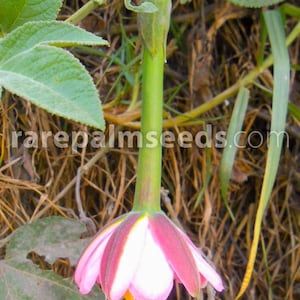 Può includere: Primo piano di un fiore della passione con petali rosa e bianchi vibranti. Il fiore pende da un lungo stelo verde, con un centro giallo e uno sfondo di erba secca e fogliame. Il sito web rarepalmseeds.com è visibile.