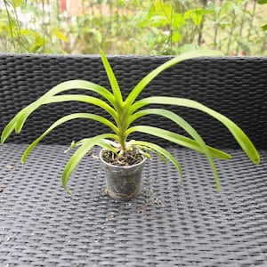 Puede incluir: Una orquídea Vanda con hojas largas y delgadas de color verde claro que irradian desde un tallo central. La planta está en una maceta pequeña de plástico transparente con sustrato de corteza marrón, mostrando raíces visibles.