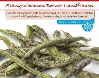 Stangenbohnen Berner Landfrauen Bohnen Samen von Dürr samen ca 80 Korn