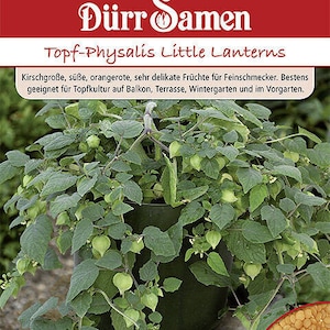Krukväxtfrön av Physalis 'Little Lanterns' från Dürr Seeds, ca 30 frön