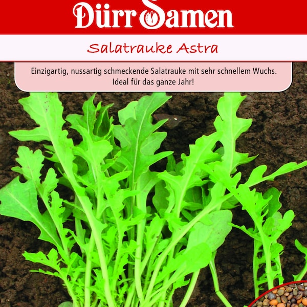 Salatrauke Astra Samen von Dürr Samen ca 400 Korn Salat Rauke