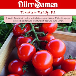 Pode incluir: Um pacote de sementes Dürr Samen Tomaten Ready F1 com a imagem de um cacho de tomates vermelhos, redondos e brilhantes num caule verde. A embalagem apresenta o nome da marca, o produto e uma pequena inserção circular com sementes.