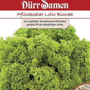 Op de afbeelding: Een close-up van een bos groene, gekrulde sla. De sla is gelabeld "Pflücksalat Lollo Bionda" en wordt beschreven als "groen gekleurde, fijn gekrulde sla, geschikt voor jaarrond teelt."