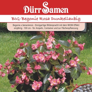 BIG-Begonia Roze Donkerbladig, eenjarig, 100 cm Dürr Zaden top