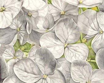 Watercolor Hydrangea Print Card: Delicate White Floral Greeting Card