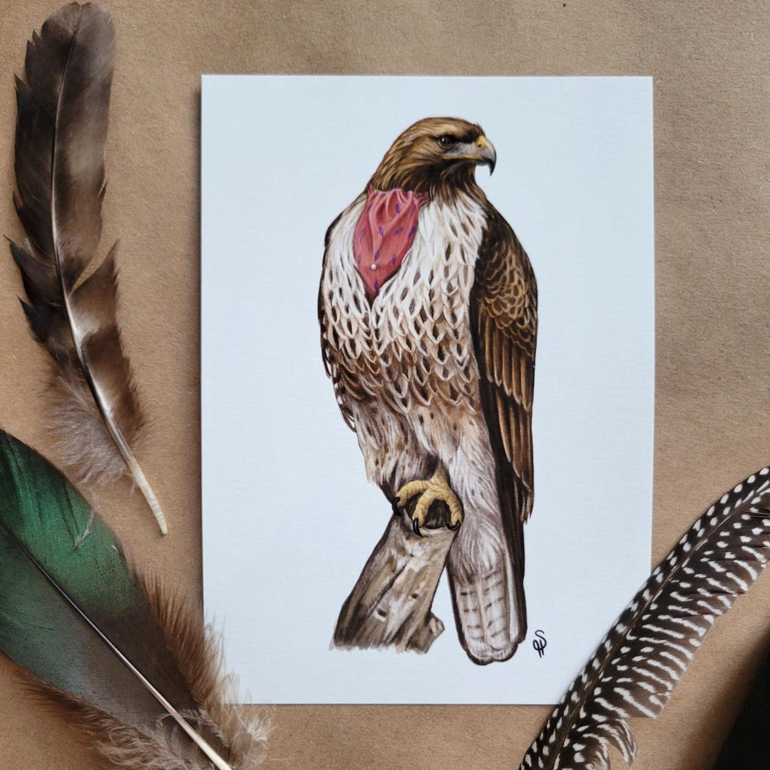 Hawk Rip Print Illustrated Red-tailed Hawk 5x7