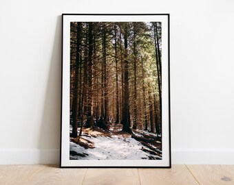 Frühlingswald Giclée-Druck, Fine Art Fotografie, Kiefernlandschaft, verschneiter Sprint, Kiefernwald-Abenteuer, Wandkunst