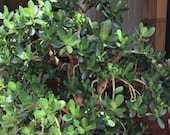 Money tree crassula ovata jade tree lucky succulent plant