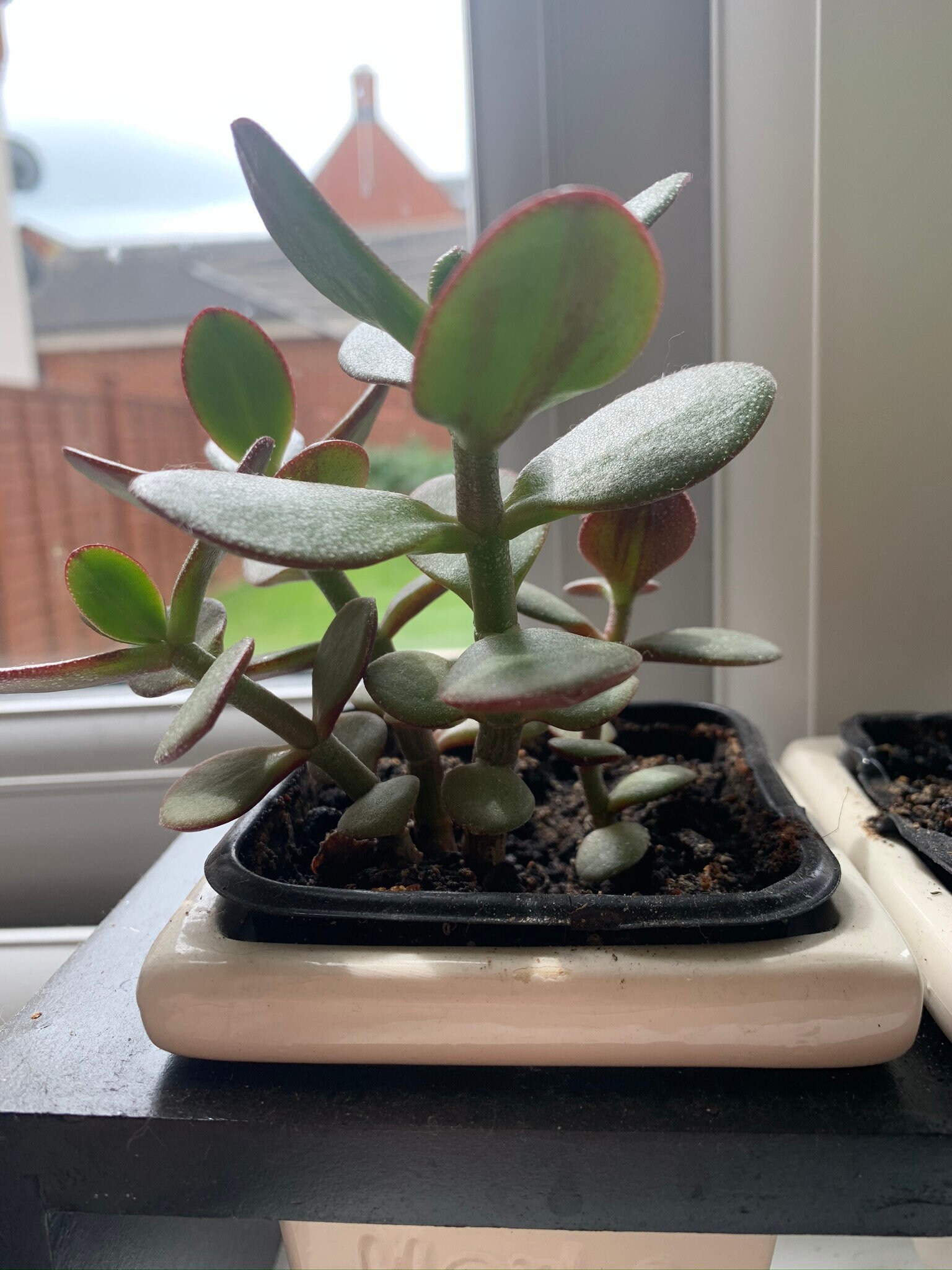 Money tree crassula ovata jade tree lucky succulent plant