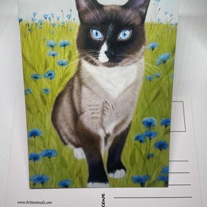 Postkarte Katze