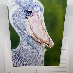 Postkarte mit Motiv vom Schuhschnabel