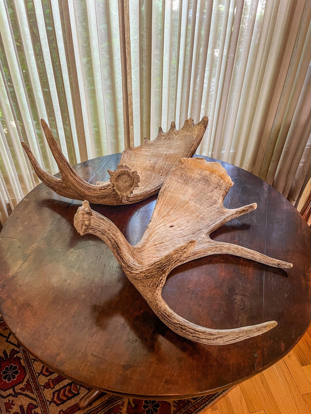 Moose Antler Pair. Large Canadian Moose Antlers - Crafting & Decoration ...