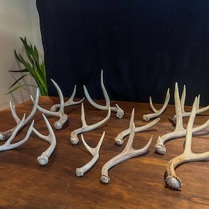 Small White-tail and Mule Deer Antlers. ANY SIZE. Crafting, Decorations and So Much More. Highest Quality, Naturally Shed