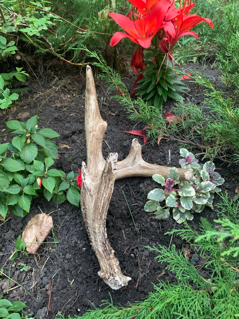 bois De Cerf. bois naturel