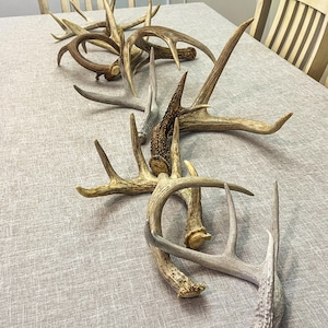 Natural White-tail Deer Antlers. ANY SIZE. Crafting, Decorations and So Much More. Highest Quality, Naturally Shed
