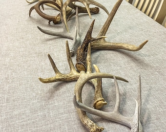 Natural White-tail Deer Antlers. ANY SIZE. Crafting, Decorations and So Much More. Highest Quality, Naturally Shed