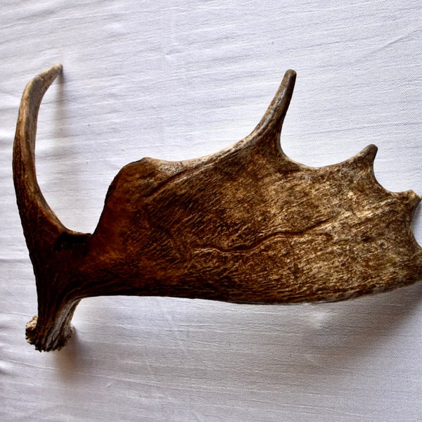 Canadian Moose Antler!  Wild Moose Antler. Real bone, craft, decoration, rustic, cabin decor, horns, antlers.