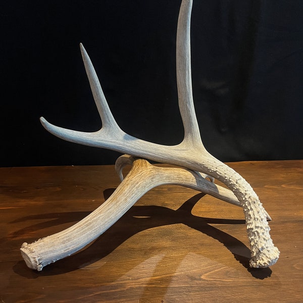 Pair of Canadian Mule Deer Antlers for Crafting, Decor, and More.