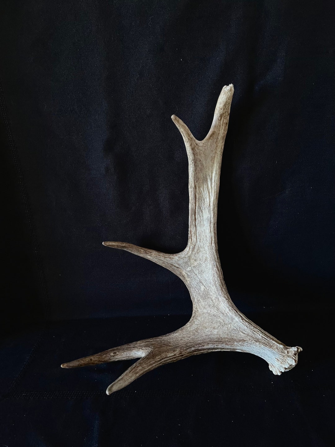 Bull Moose Antler. Medium Sized. for Crafting, Decor and More - Etsy