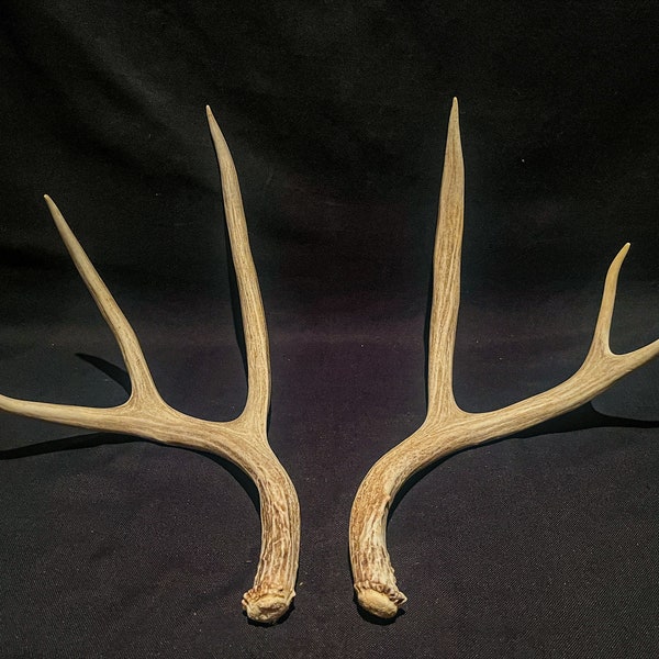 Deer antlers. Mule deer Antler Pair. Matching symmetrical deer antlers.