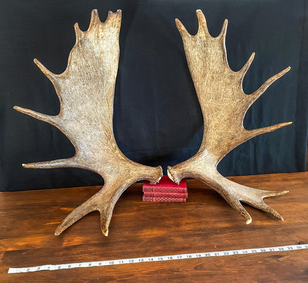 Large Moose Antlers. Perfect Condition Canada Moose Antler Pair ...