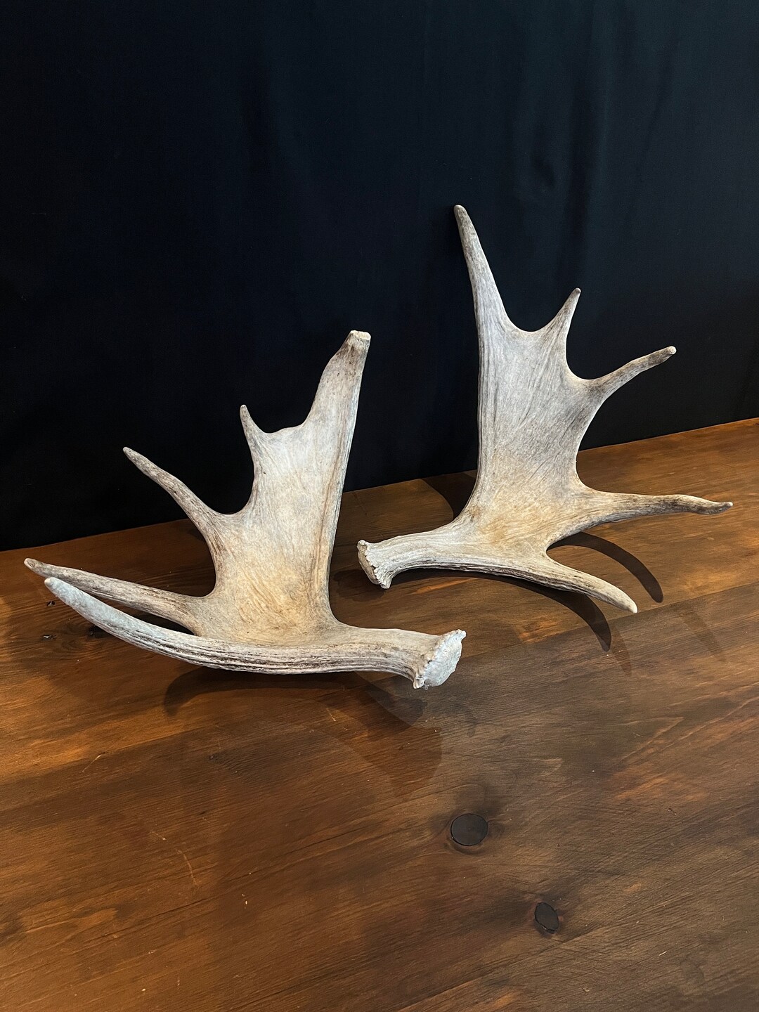 Moose Antler Pair. Medium Sized Canadian Moose Antlers - Crafting ...