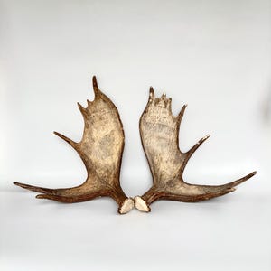 May include: A pair of large, natural-coloured moose antlers with a wide, palmated structure and multiple distinct points. The antlers feature a textured, weathered surface with shades of brown, tan, and cream, displayed symmetrically side by side.