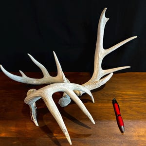 Buy real reindeer antlers discount