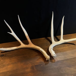 Very Tall Mule Deer Antler Set. Collectible Antler pair with tall, long tines.