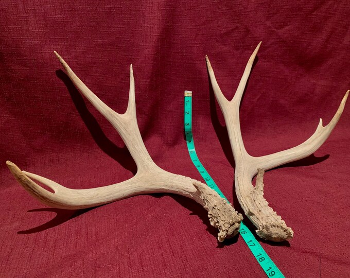 Old Pair of Mule Deer Antlers. Matching Set. Crafting. Decor. Etsy