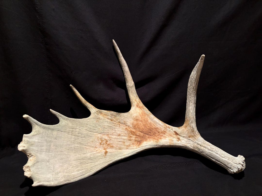 Large Moose Antler - Canadian Bull Moose 