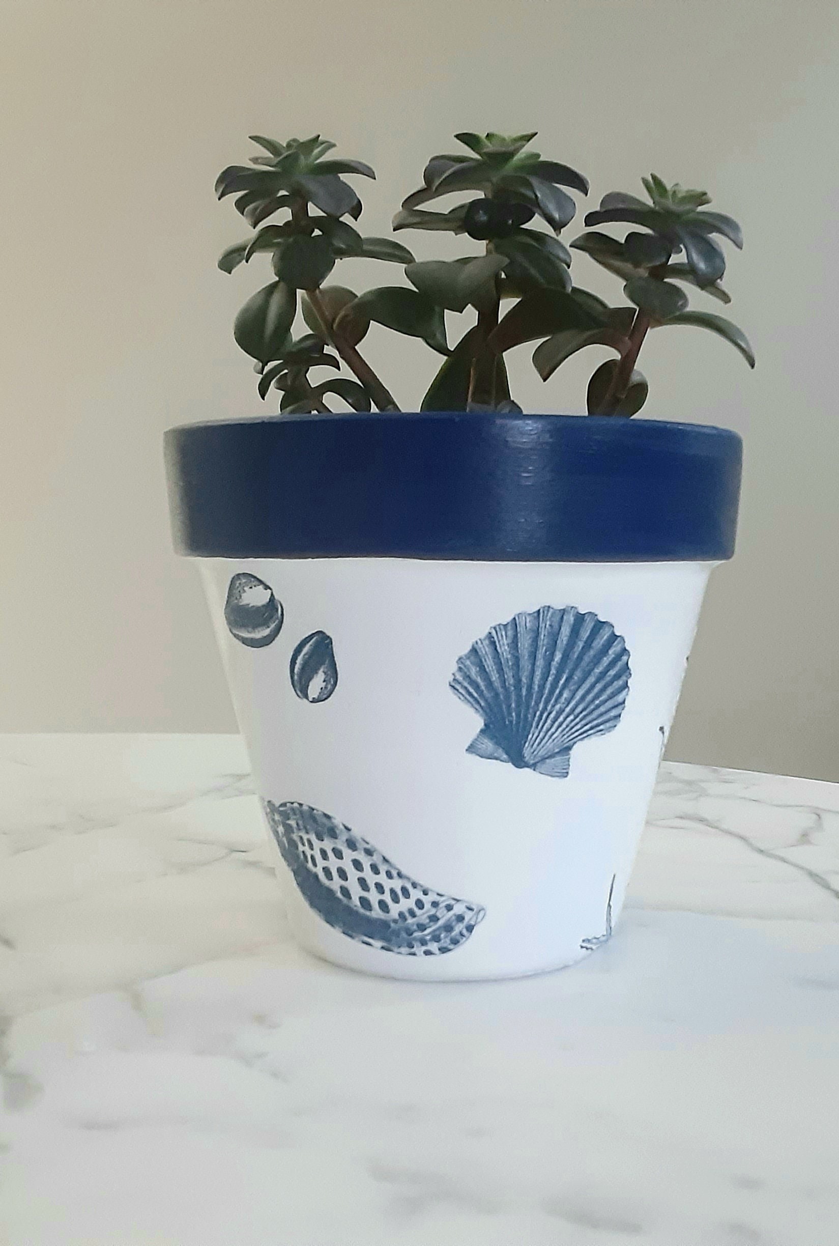 Image of Hydrangea Blue Wave in a terracotta pot