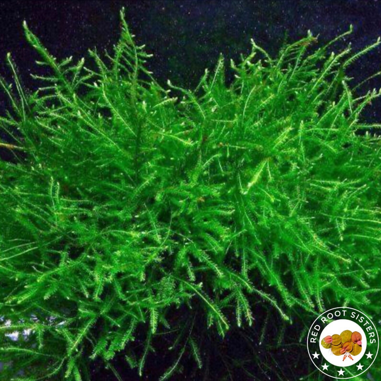 Java Moss / Carpet / Freshwater LIVE Aquarium Plants / Moss Etsy