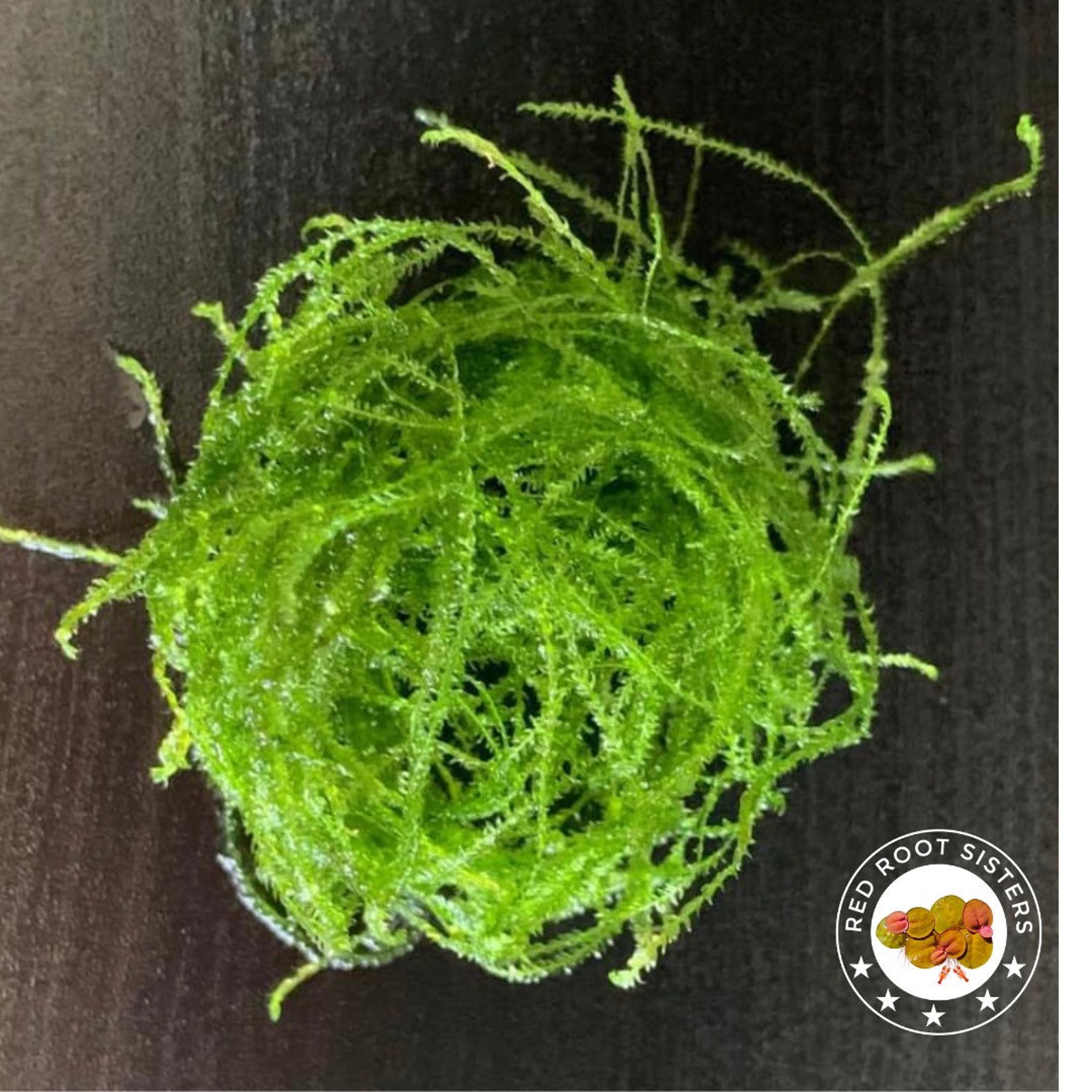 Java Moss / Carpet / Freshwater LIVE Aquarium Plants / Moss Etsy