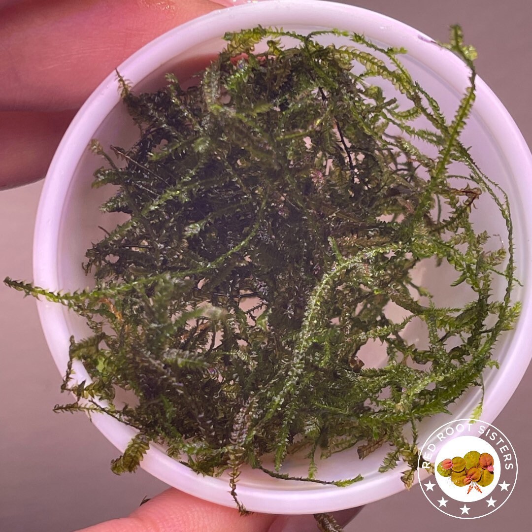 Java Moss / Carpet / Freshwater LIVE Aquarium Plants / Moss Etsy