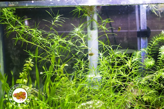 guppy grass carpet